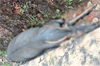 Sullia: Sambar deer found dead by roadside; hunting suspected